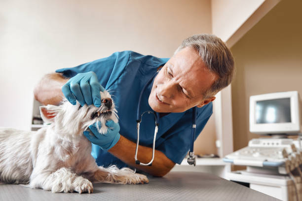 Best Cracked Tooth Emergency Dentist  in Mineralwells, WV